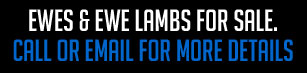 Ewes & Ewe Lambs For Sale - Call or Email for more details!