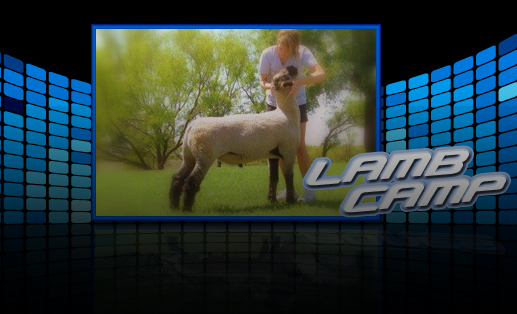 Lamb Camp