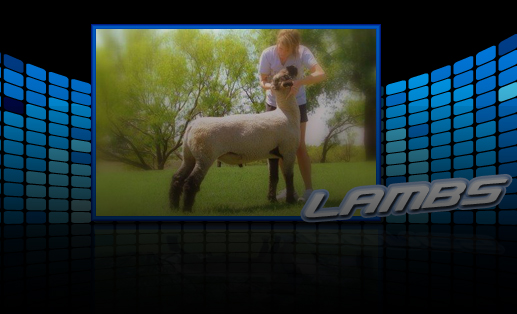 Lambs