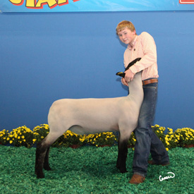Still Club Lambs